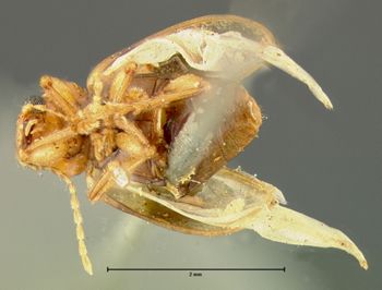 Media type: image;   Entomology 5058 Aspect: habitus ventral view